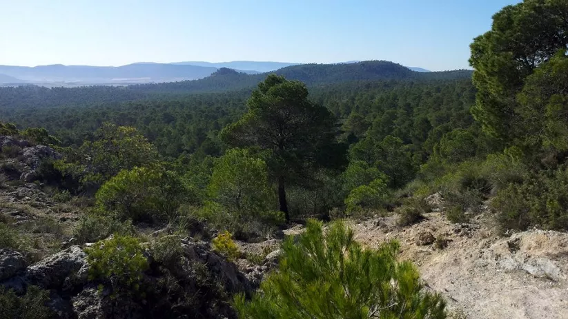 Imagen desde un monte de los arenales vista a un bosque