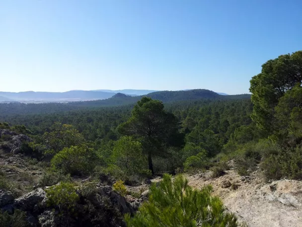 Imagen desde un monte de los arenales vista a un bosque