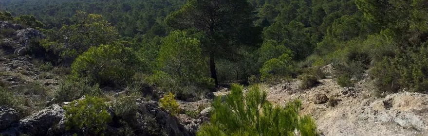 Imagen desde un monte de los arenales vista a un bosque