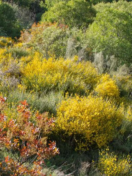 Ladera cubierta de arbustos y árboles con colores otoñales