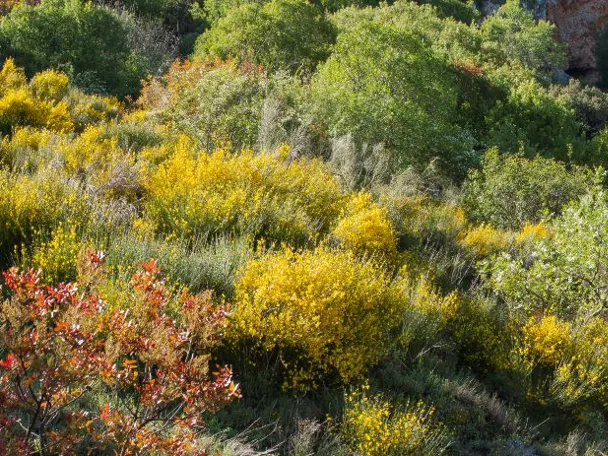 Ladera cubierta de arbustos y árboles con colores otoñales