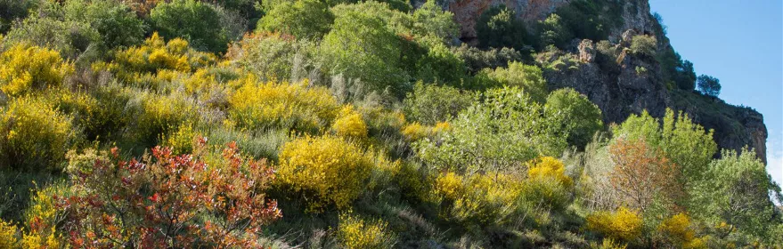 Ladera cubierta de arbustos y árboles con colores otoñales