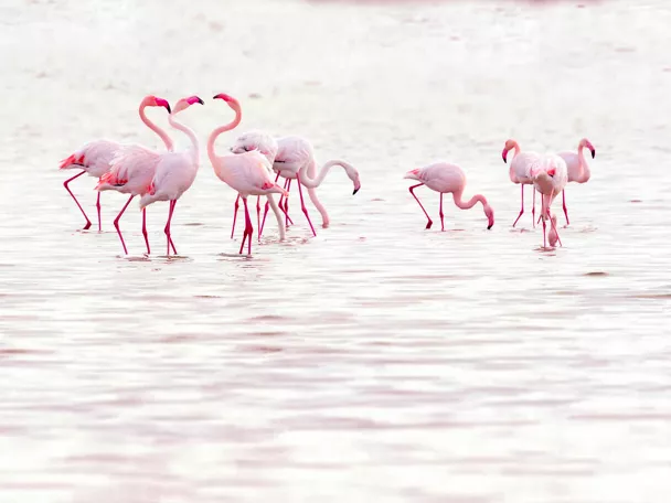 Flamencos en la Laguna de Manjavacas de Mota del Cuervo
