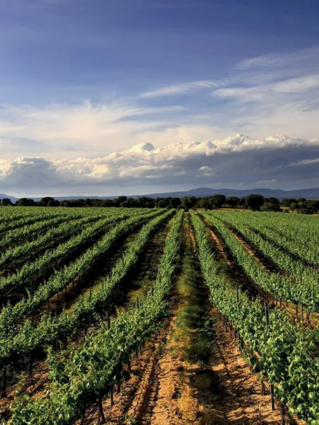 Imagen de un campo de Toledo
