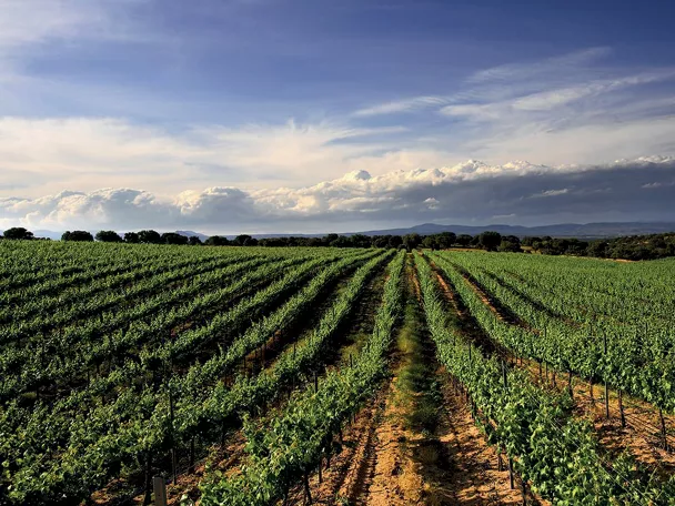 Imagen de un campo de Toledo
