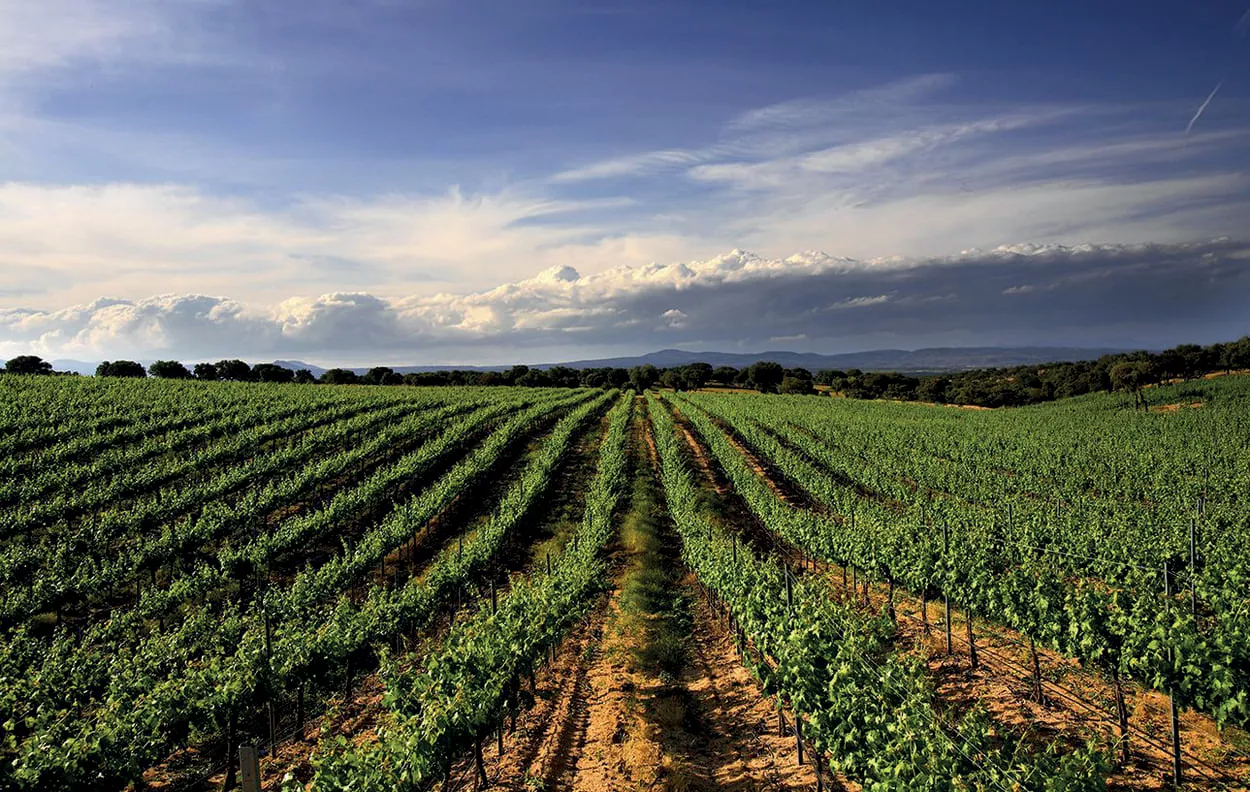 Imagen de un campo de Toledo