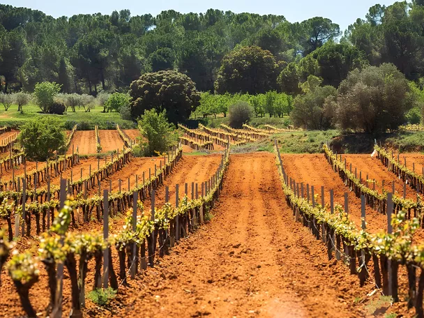 Viñedos de la DO Ribera del Júcar