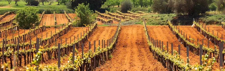 Viñedos de la DO Ribera del Júcar