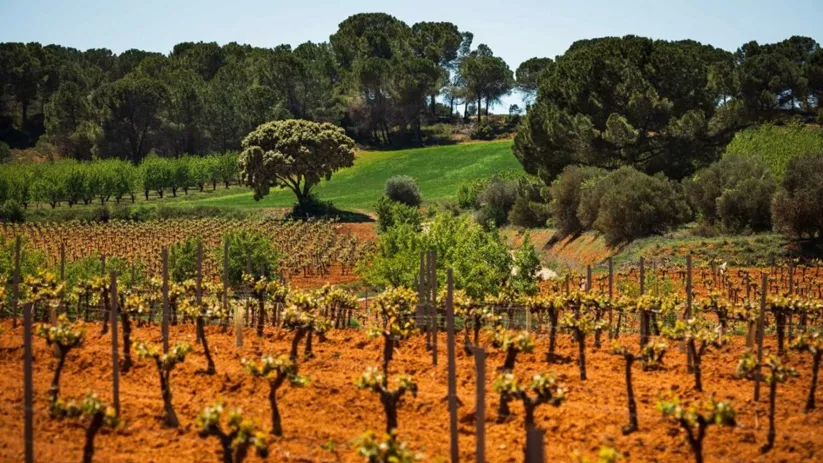 Paisaje de la DO Ribera del Júcar