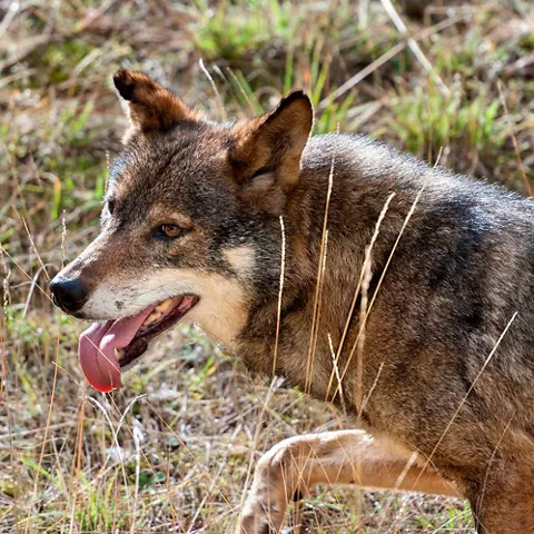 Fauna en el Parque Cinegético de El Hosquillo