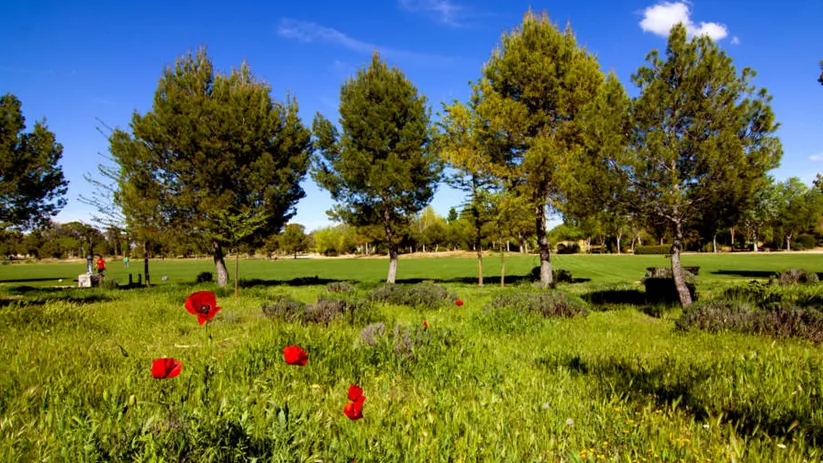 Pradera verde con árboles alineados y flores rojas bajo cielo despejado.