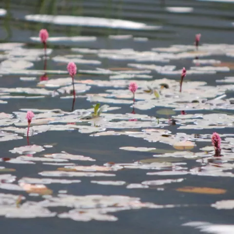 Polygonum en la laguna de Talayuelas, Cuenca