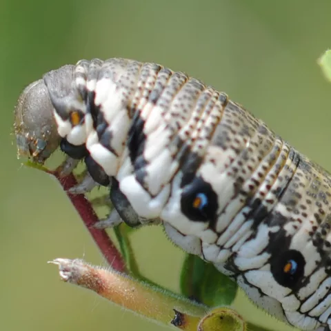 Ejemplar de proserpina en la laguna del Marquesado