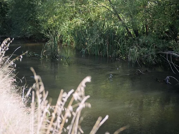 Imagen del rio Henares