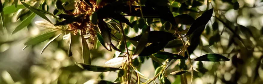 Imagen de un olivo