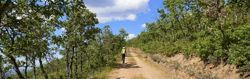 Pista forestal entre árboles bajo nubes blancas
