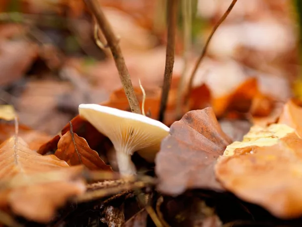 Imagen de una seta entre hojas