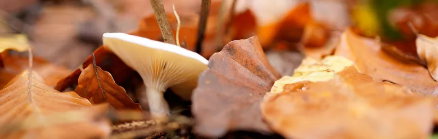 Imagen de una seta entre hojas