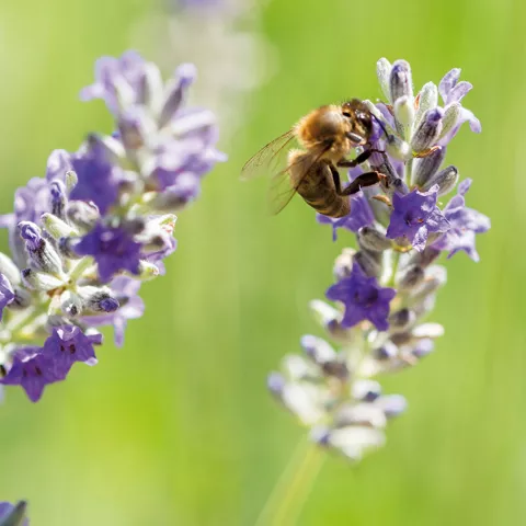 Imagen de abeja en una flor