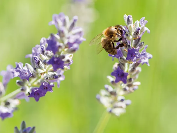 Imagen de abeja en una flor