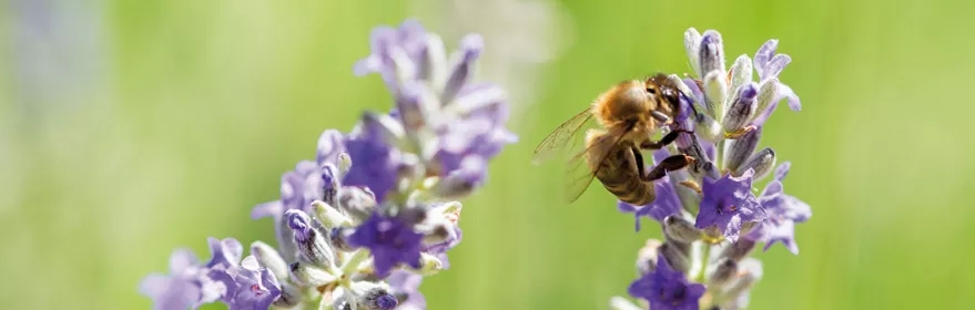 Imagen de abeja en una flor