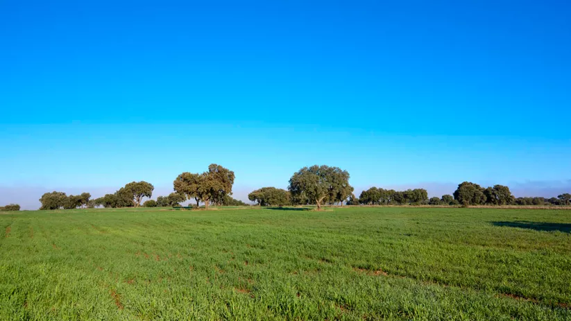 Antiguo Campo de Aviación de Saceruela