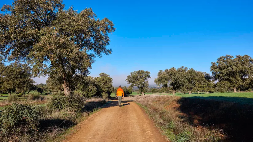 Camino entre encinas en Saceruela