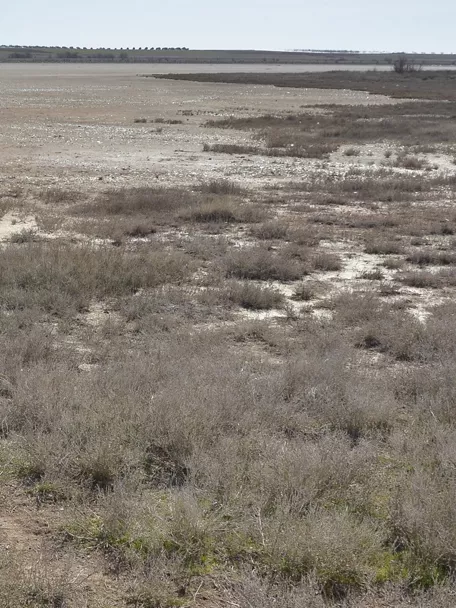 Imagen de cerca de la laguna de la Sal