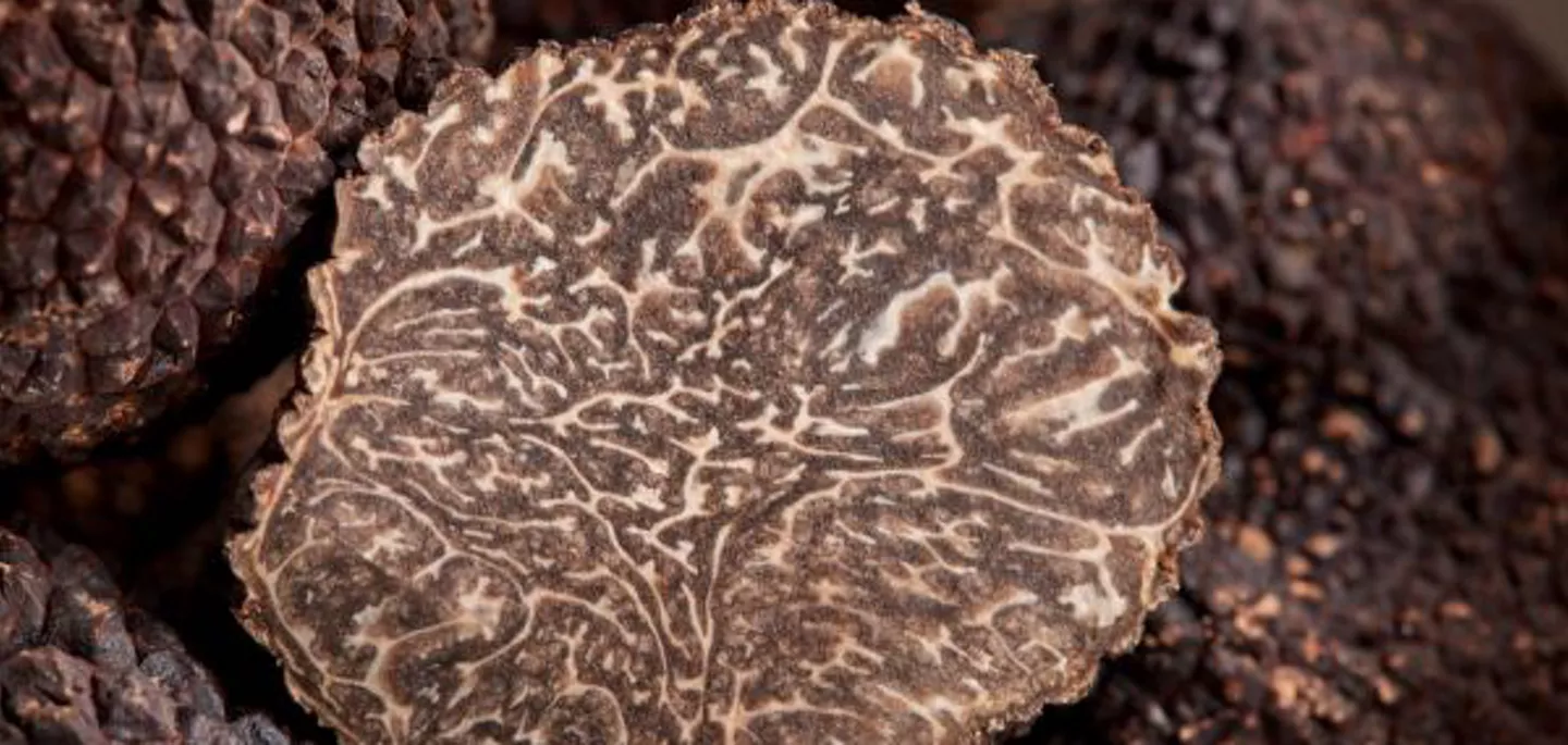 Imagen de setas de Castilla-La Mancha