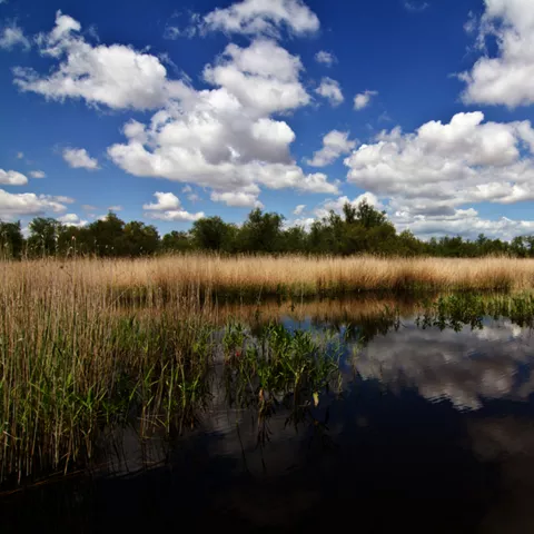 Imagen del humedal del parque nacional