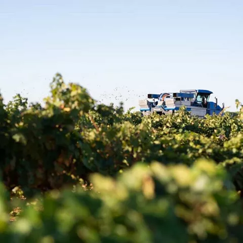 Vendimia a máquina en las bodegas de la DO Ribera del Júcar