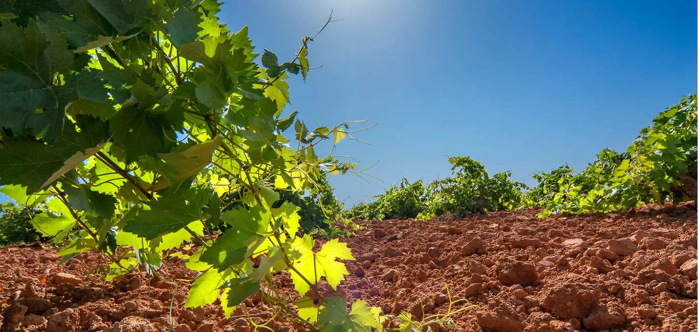 El mayor viñedo del mundo | Web oficial de Turismo de Castilla-La Mancha