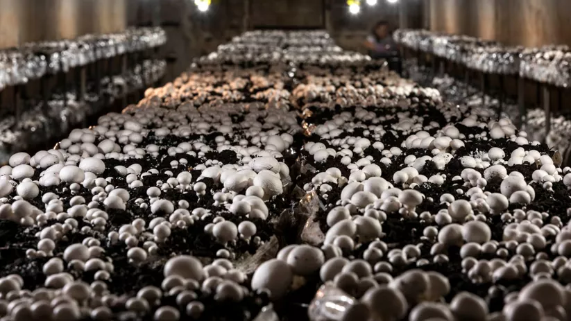 Cultivo de Champiñón, Villanueva de la Jara