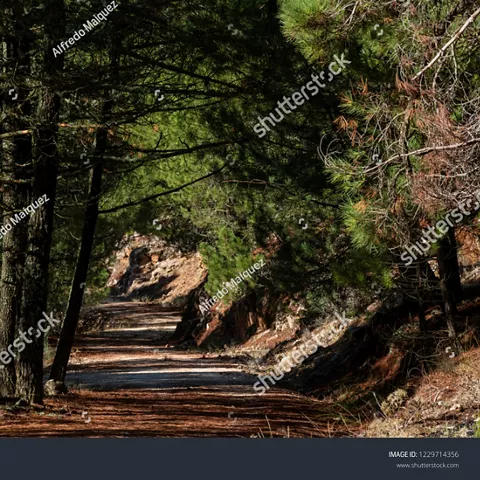 Imagen de sendero entre árboles camino a Los Picarazos