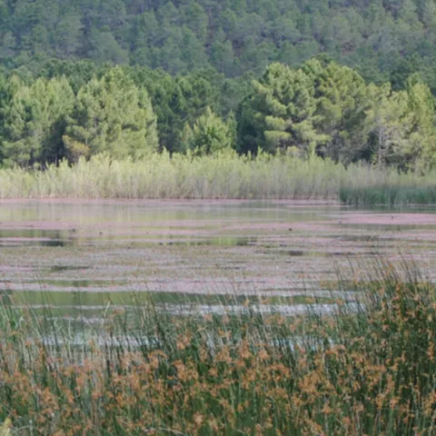 Vista panorámica de la microrreserva Laguna de Talayuelas, provincia de Cuenca