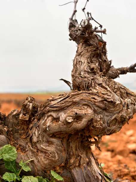 Enogastronomía Castilla-La Mancha