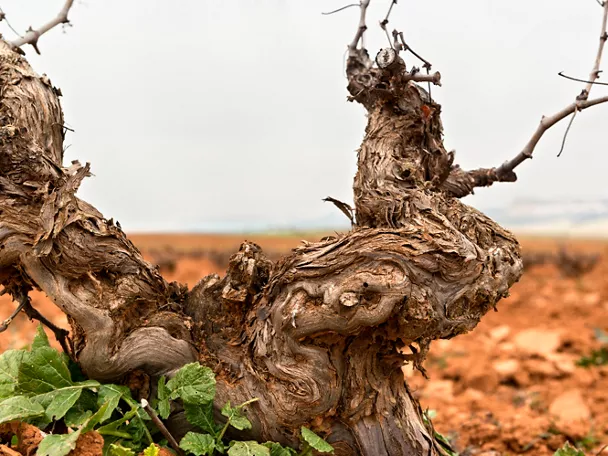 Enogastronomía Castilla-La Mancha