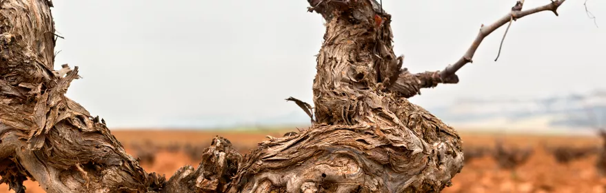 Enogastronomía Castilla-La Mancha