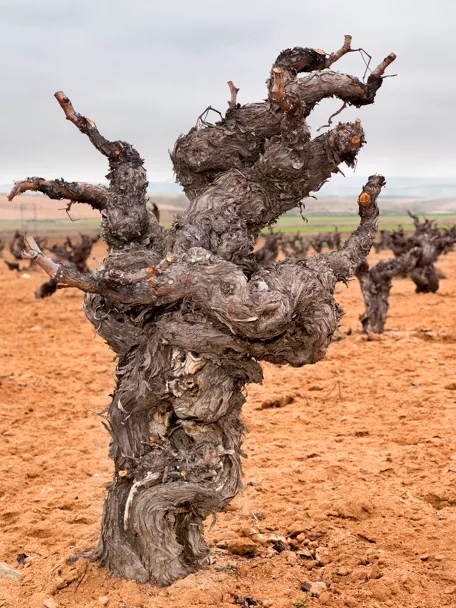 Enogastronomía Castilla-La Mancha