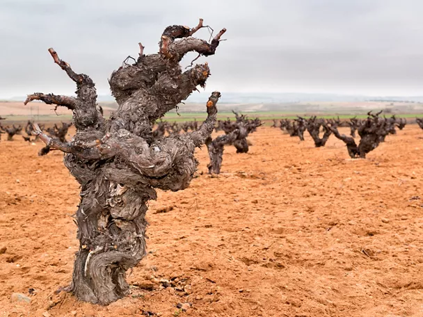 Enogastronomía Castilla-La Mancha