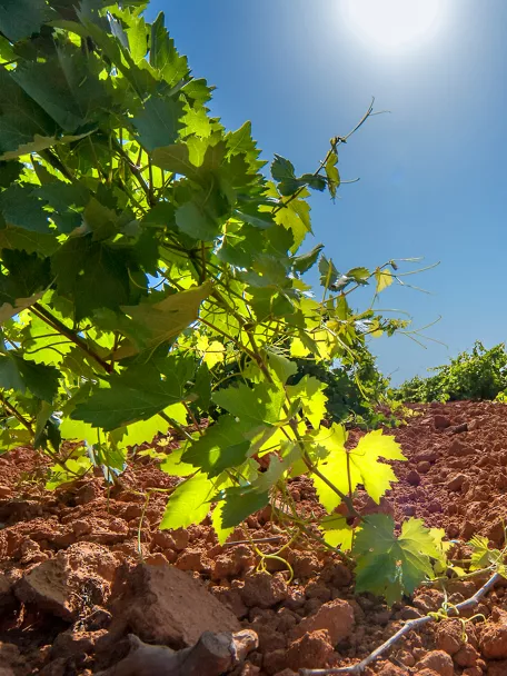 Enogastronomía Castilla-La Mancha