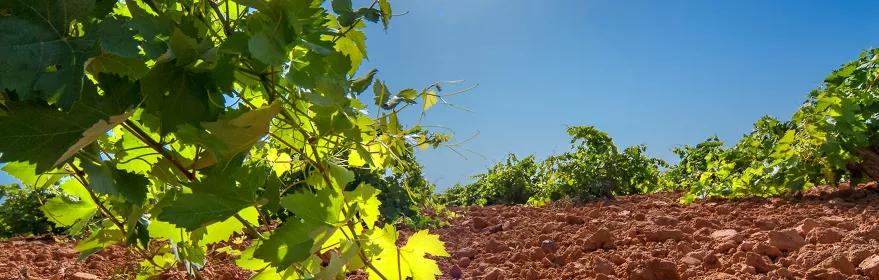 Enogastronomía Castilla-La Mancha