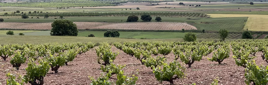 Imagen de los viñedos de Almansa