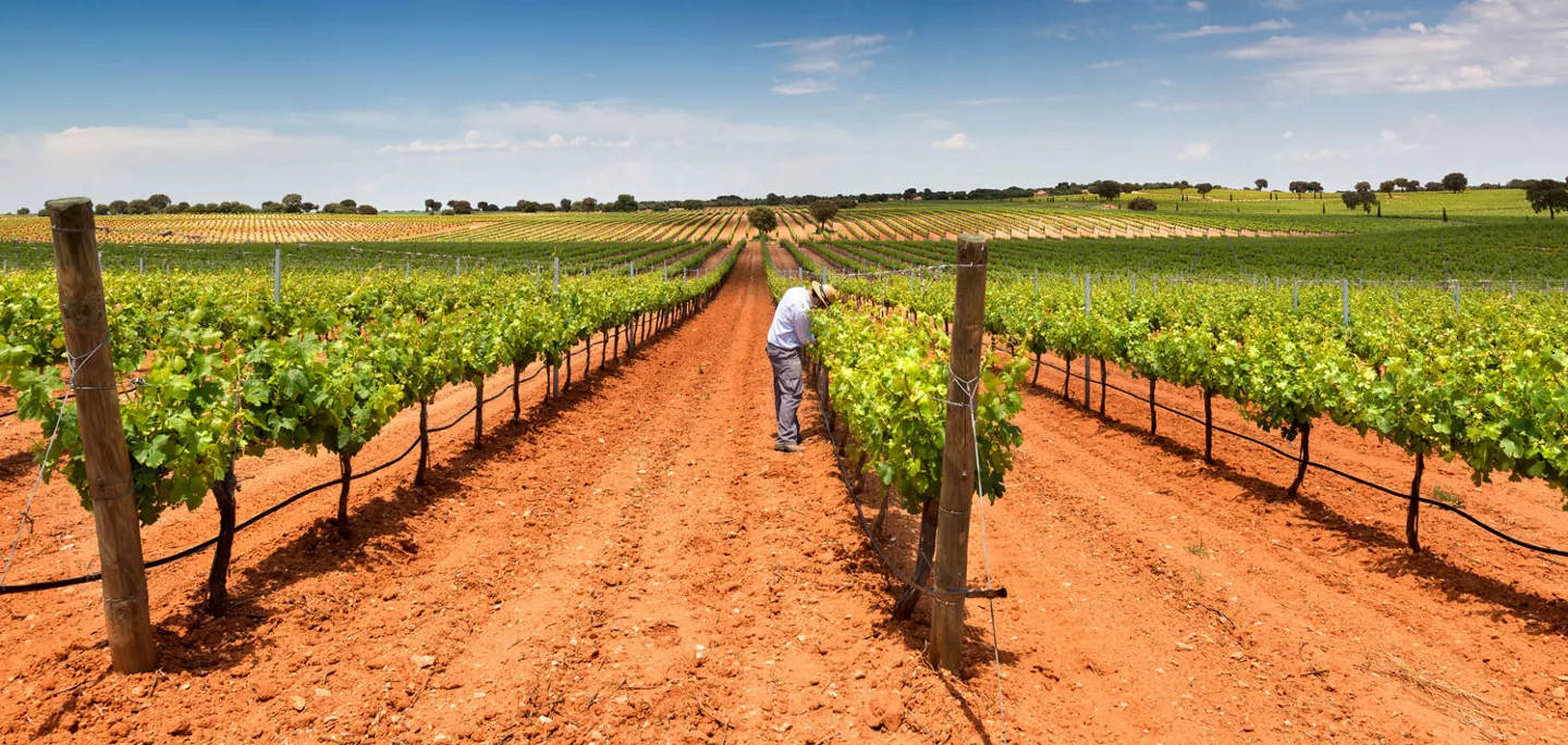 Enogastronomia Castilla-La Mancha