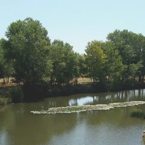 Imagen de río rodeado de vegetación