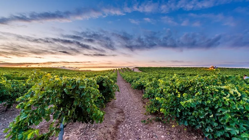 Panorámica de viñedos de la DO Vino de Uclés