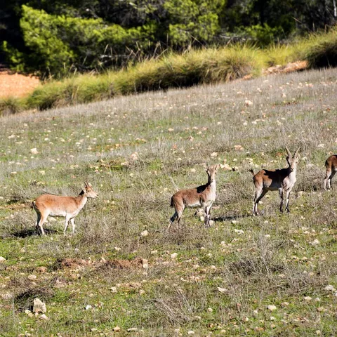 Cabras montesas en los alrededores de Yeste