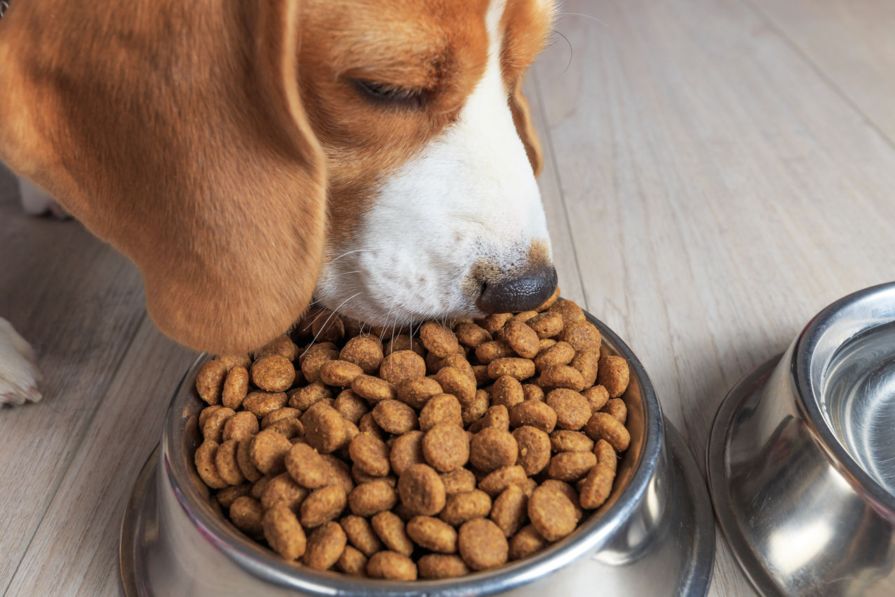 what dog food companies have a nutritionist