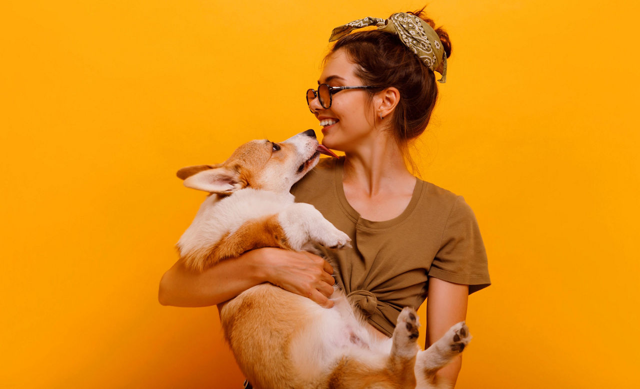  Cute brunette woman in white t shirt and jeans holding and embracing Shiba Inu dog on plane red background. Love to the animals, pets concept. cheerful  woman holding Welsh Corgi puppy