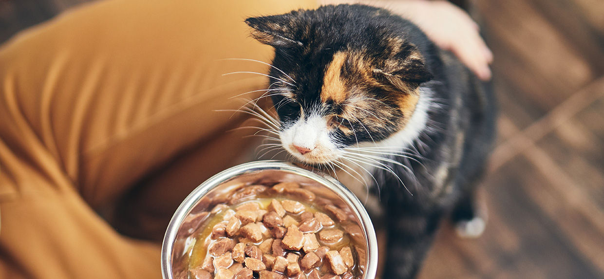 Plant based cat clearance food